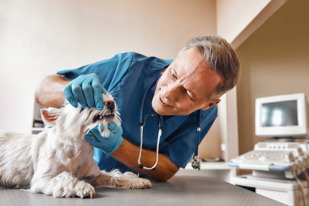 Best Dental Abscess Treatment in Clover Creek, WA